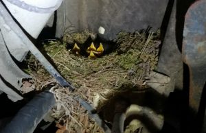 A nest of baby birds a tester found in a vehicle.